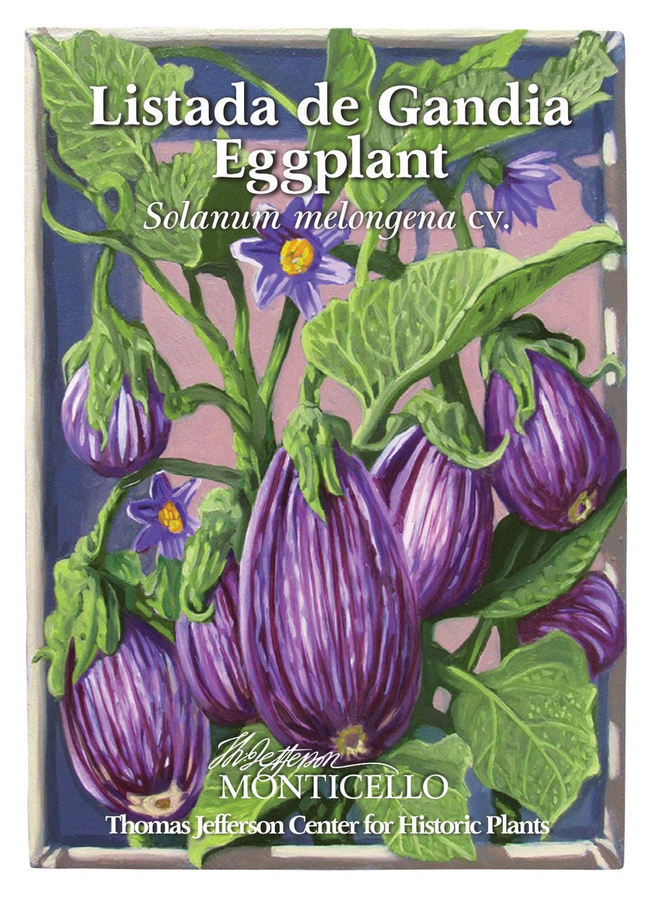 Listada de Gandia Eggplant Seeds (Solanum melongena cv.) - Shop-orias