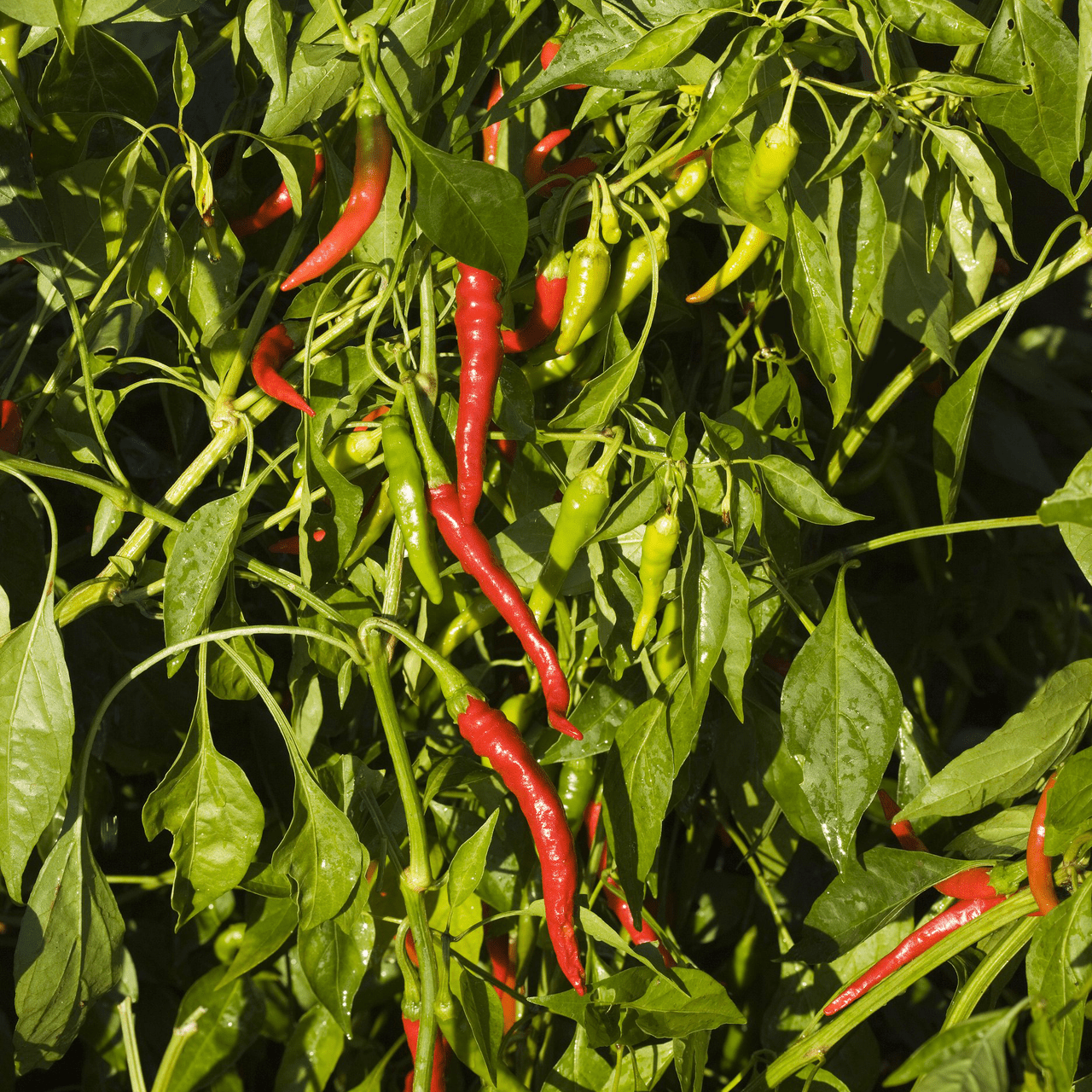 Long Red Cayenne Pepper Seeds (Capsicum annuum) - Shop-orias