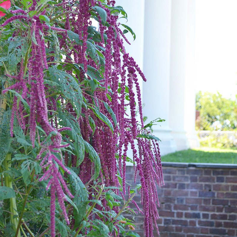 Love - lies - bleeding Seeds (Amaranthus caudatus) - Shop-orias