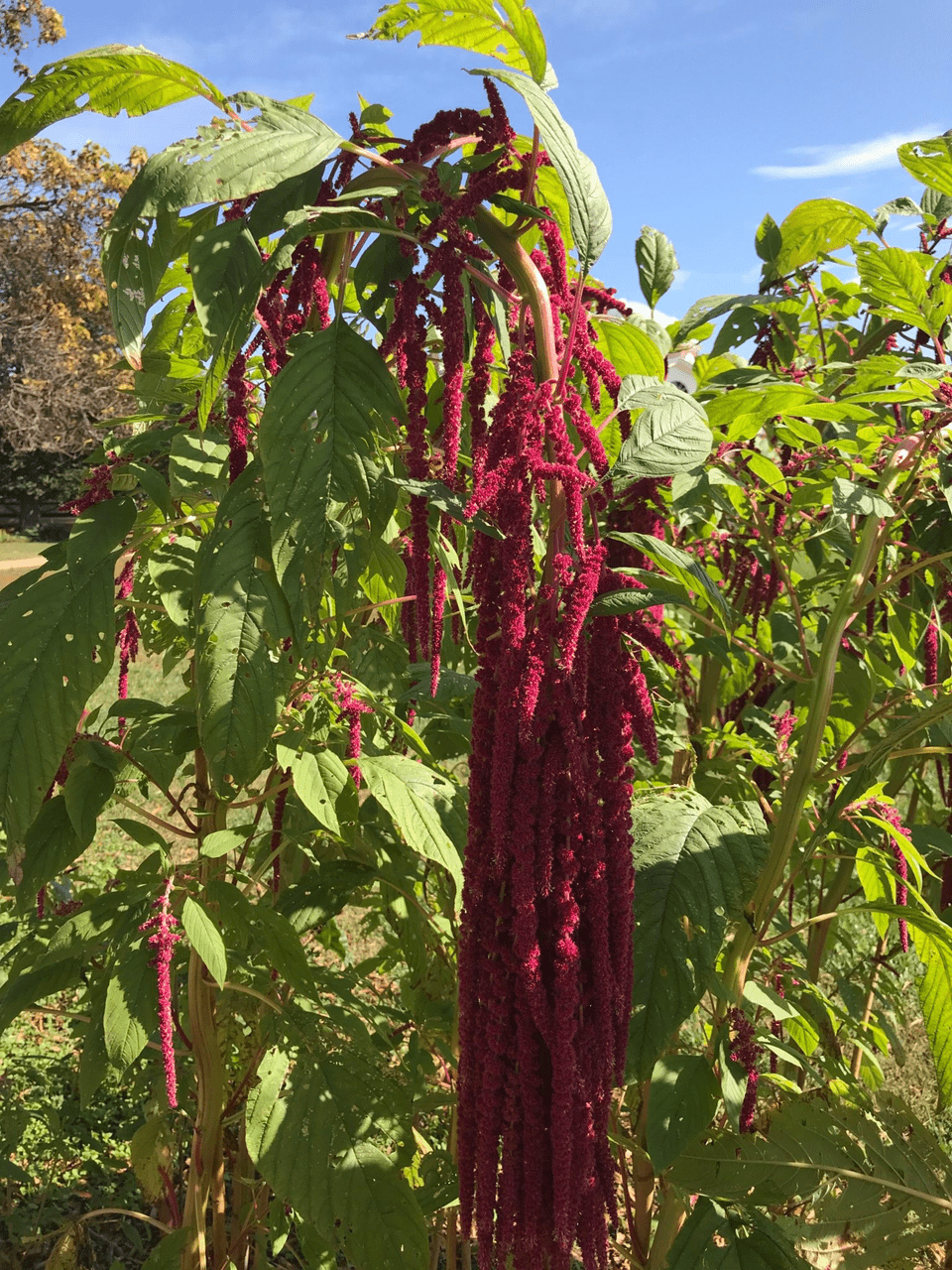 Love - lies - bleeding Seeds (Amaranthus caudatus) - Shop-orias