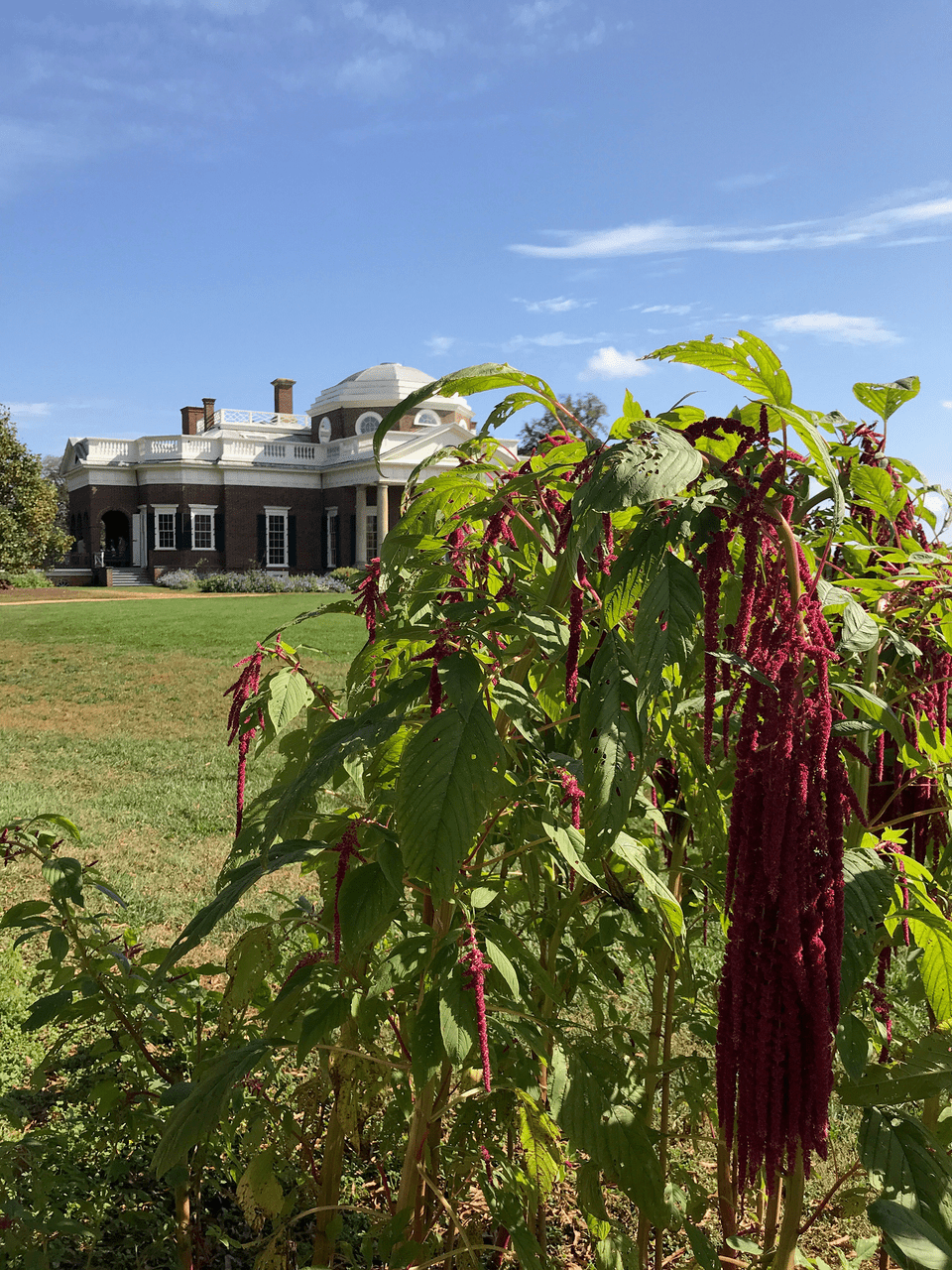 Love - lies - bleeding Seeds (Amaranthus caudatus) - Shop-orias