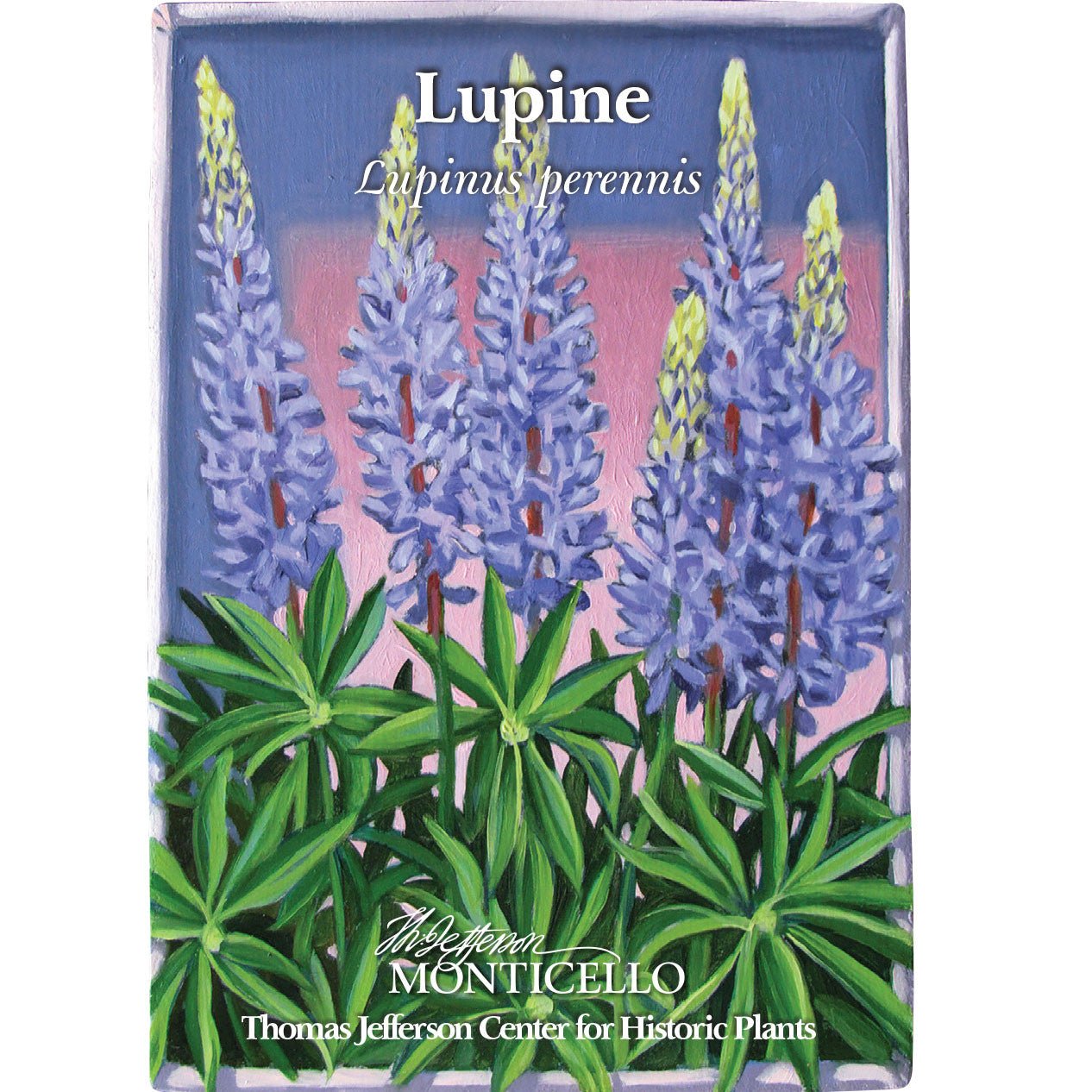 Lupine Seeds (Lupinus perennis) - Shop-orias