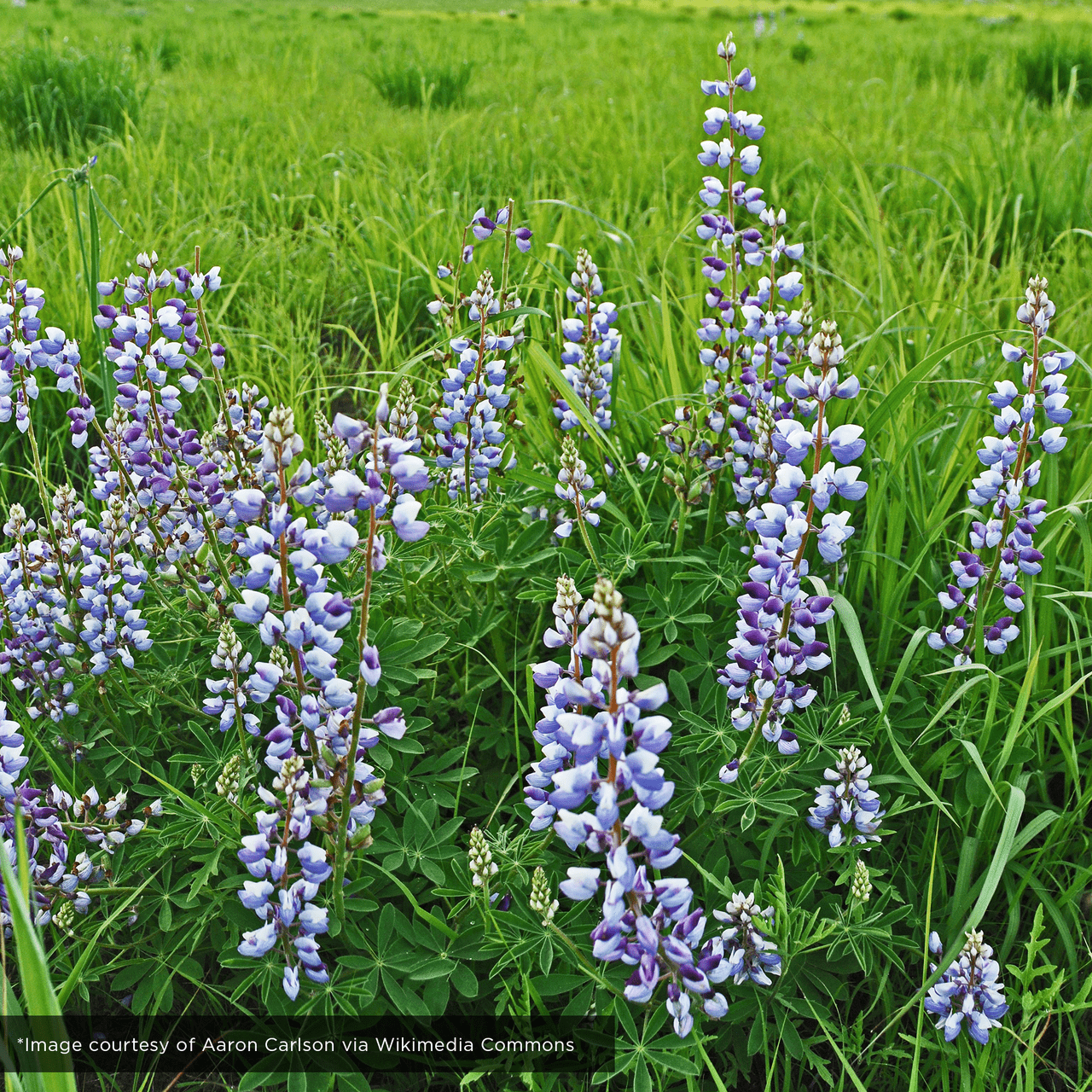 Lupine Seeds (Lupinus perennis) - Shop-orias