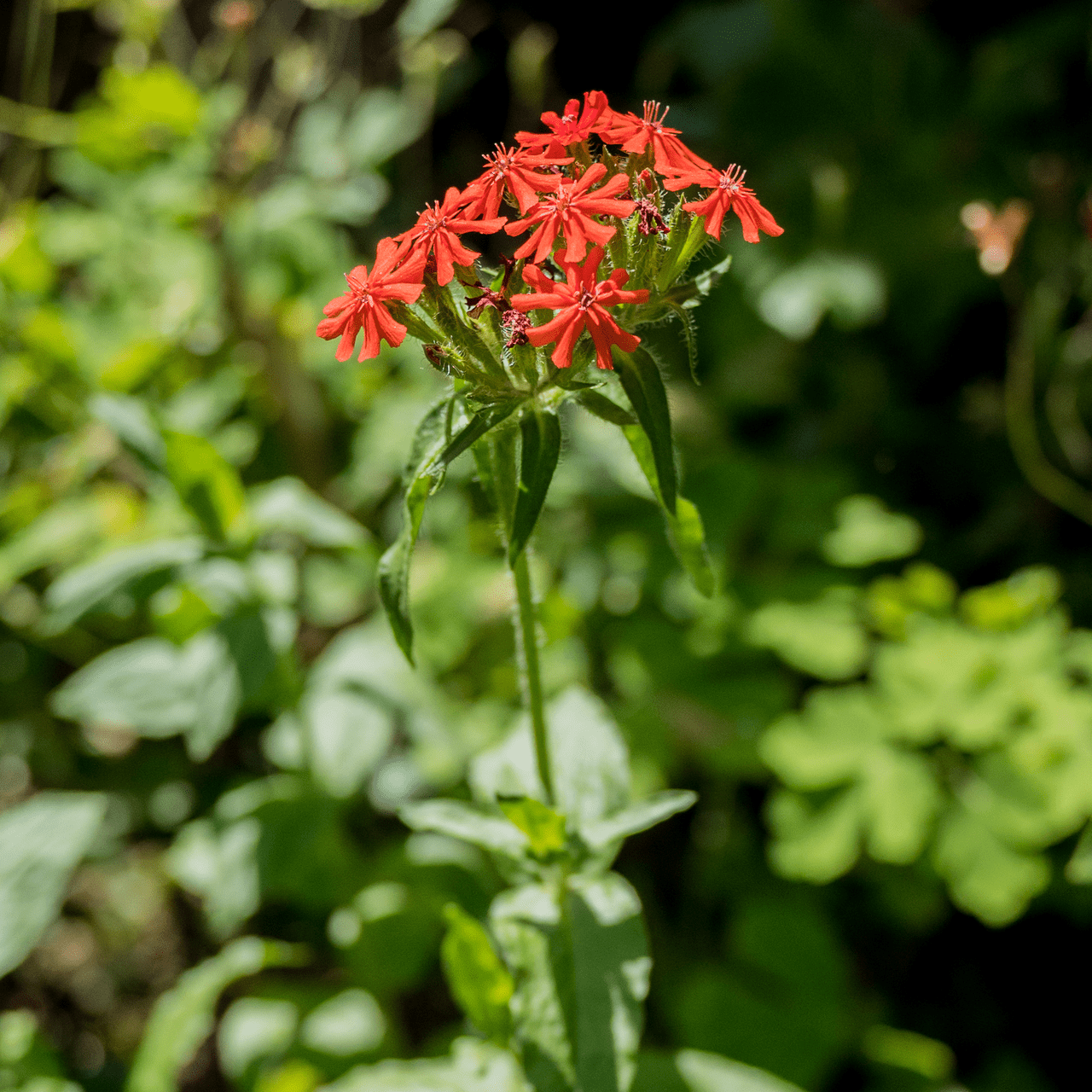 Maltese Cross Seeds (Lychnis chalcedonica) - Shop-orias