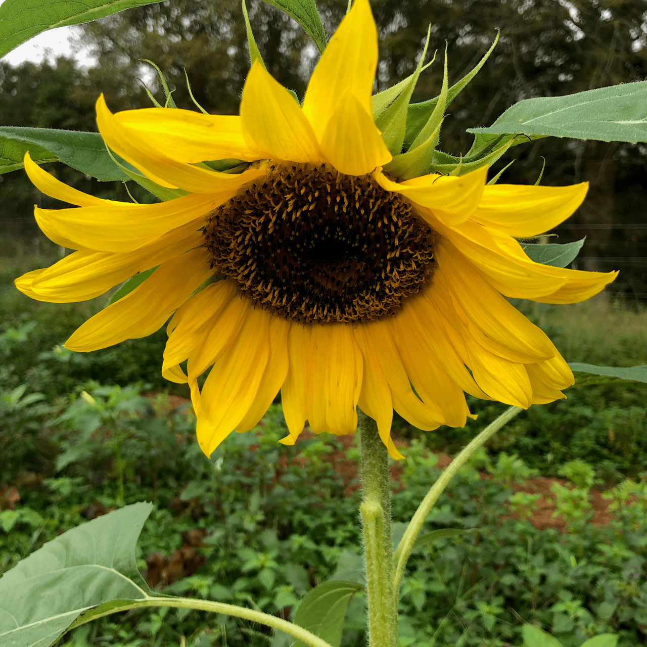Mammoth Russian Sunflower Seeds (Helianthus annuus cv.) - Shop-orias