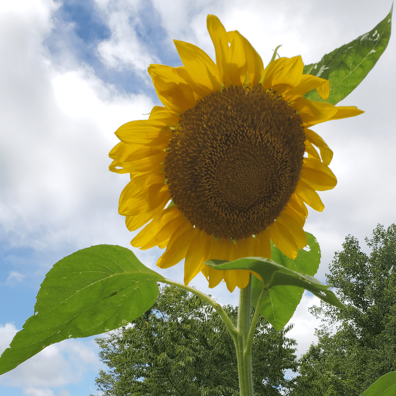 Mammoth Russian Sunflower Seeds (Helianthus annuus cv.) - Shop-orias