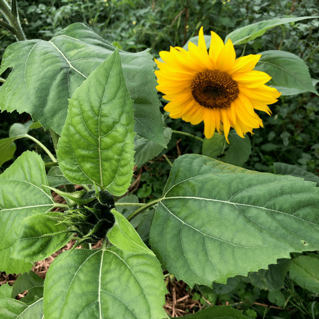 Mammoth Russian Sunflower Seeds (Helianthus annuus cv.) - Shop-orias