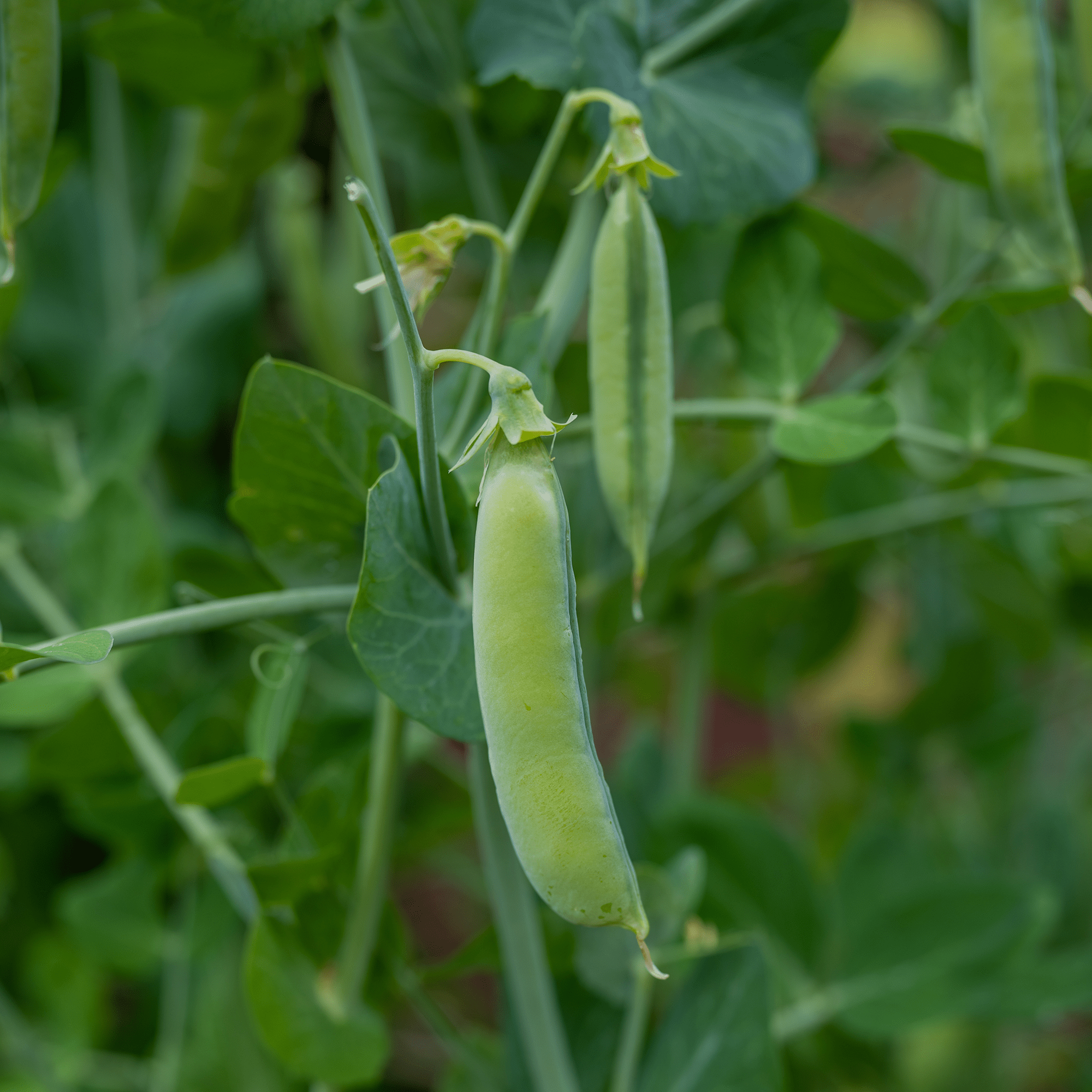Marrowfat Pea Seeds (Pisum sativum var. medullare) - Shop-orias