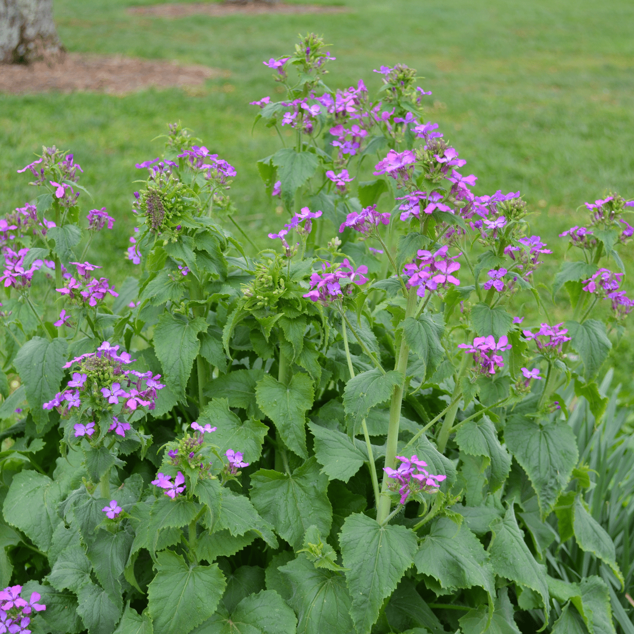 Money Plant Seeds (Lunaria annua) - Shop-orias