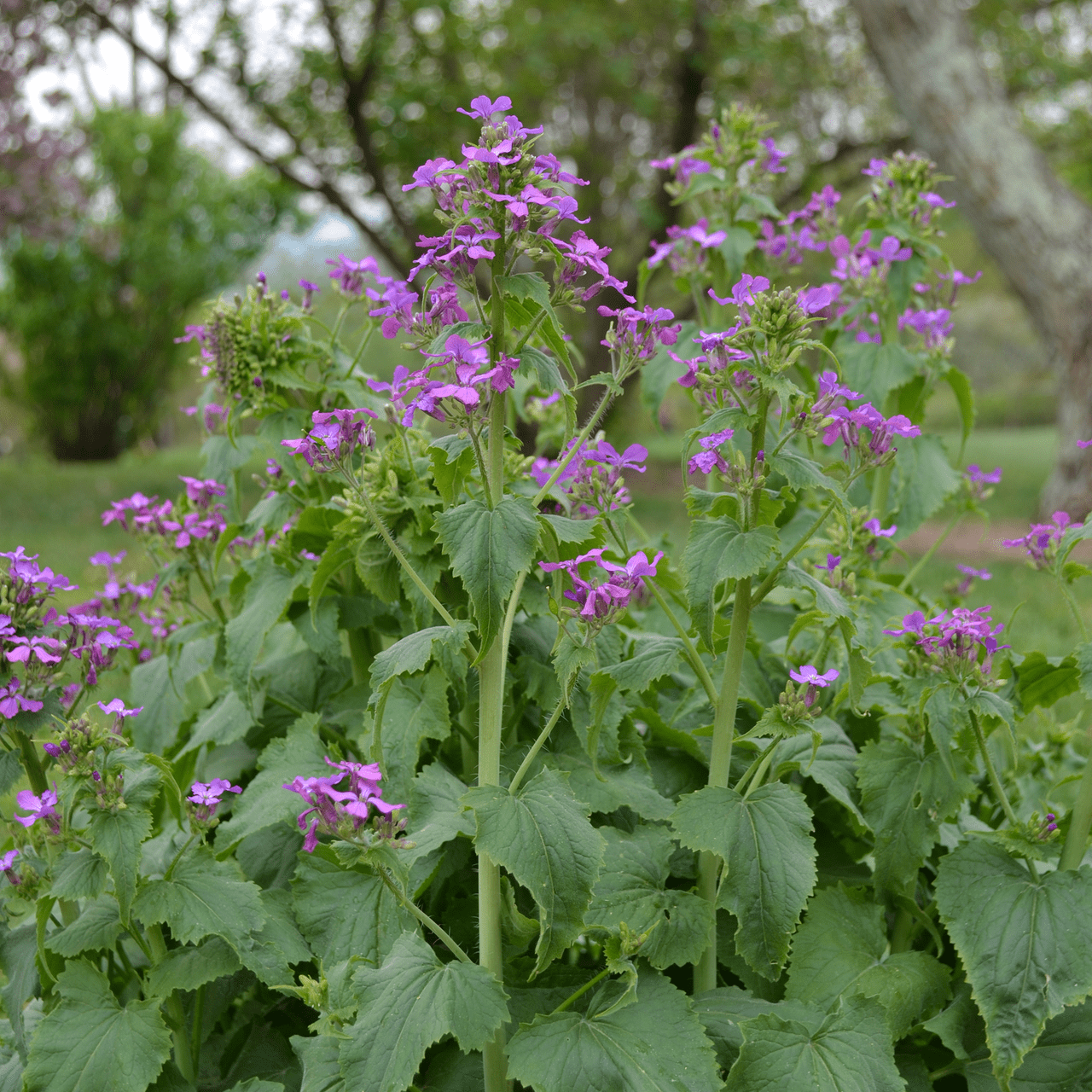Money Plant Seeds (Lunaria annua) - Shop-orias