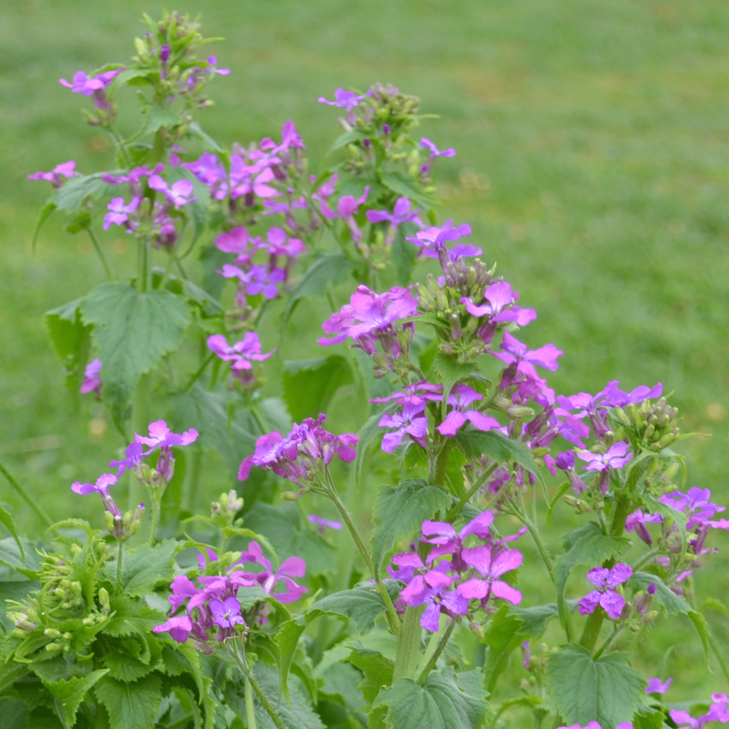 Money Plant Seeds (Lunaria annua) - Shop-orias
