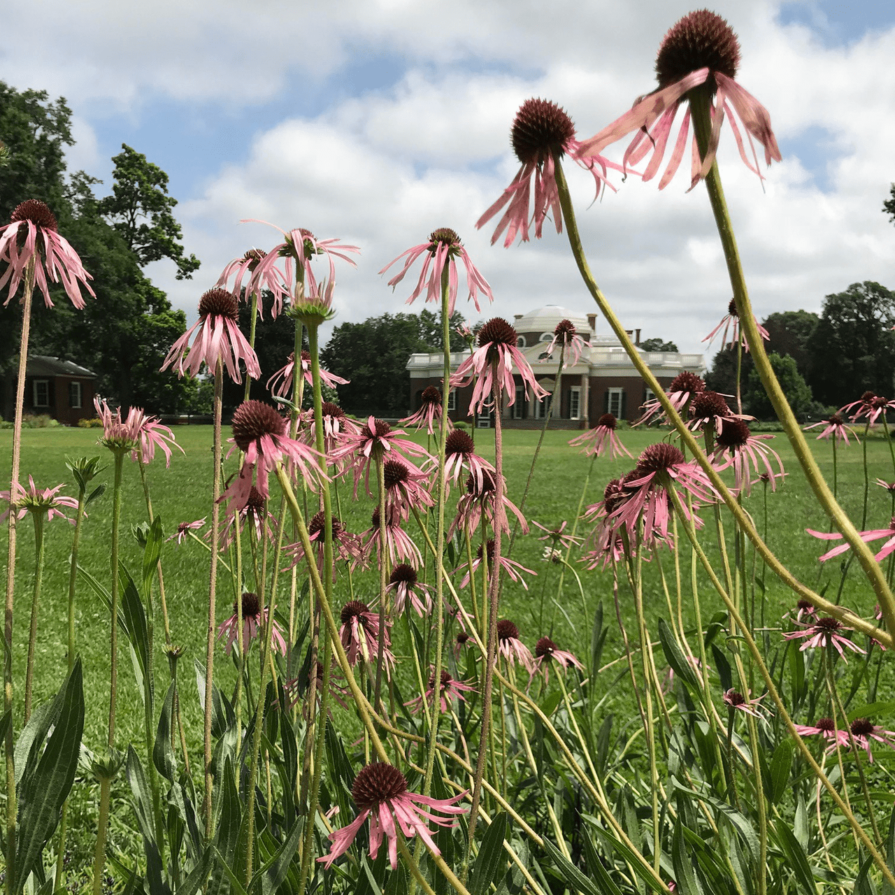 Narrow - leaved Coneflower Seeds (Echinacea angustifolia) - Shop-orias