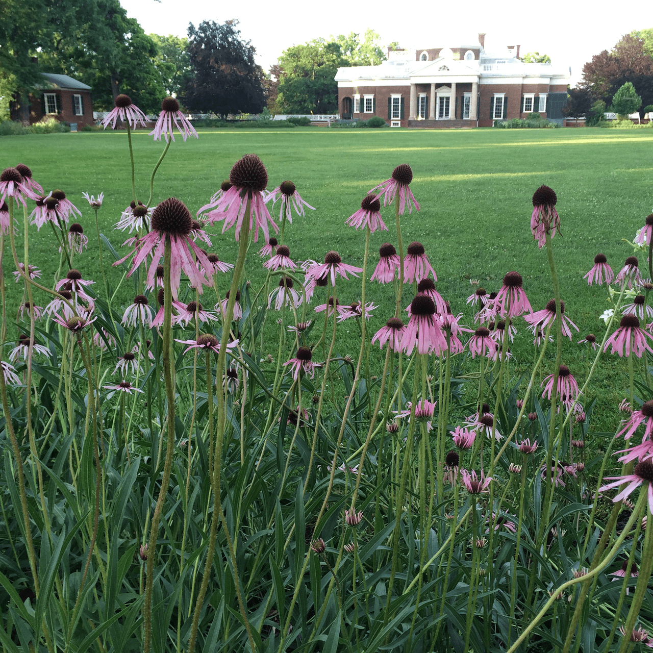 Narrow - leaved Coneflower Seeds (Echinacea angustifolia) - Shop-orias