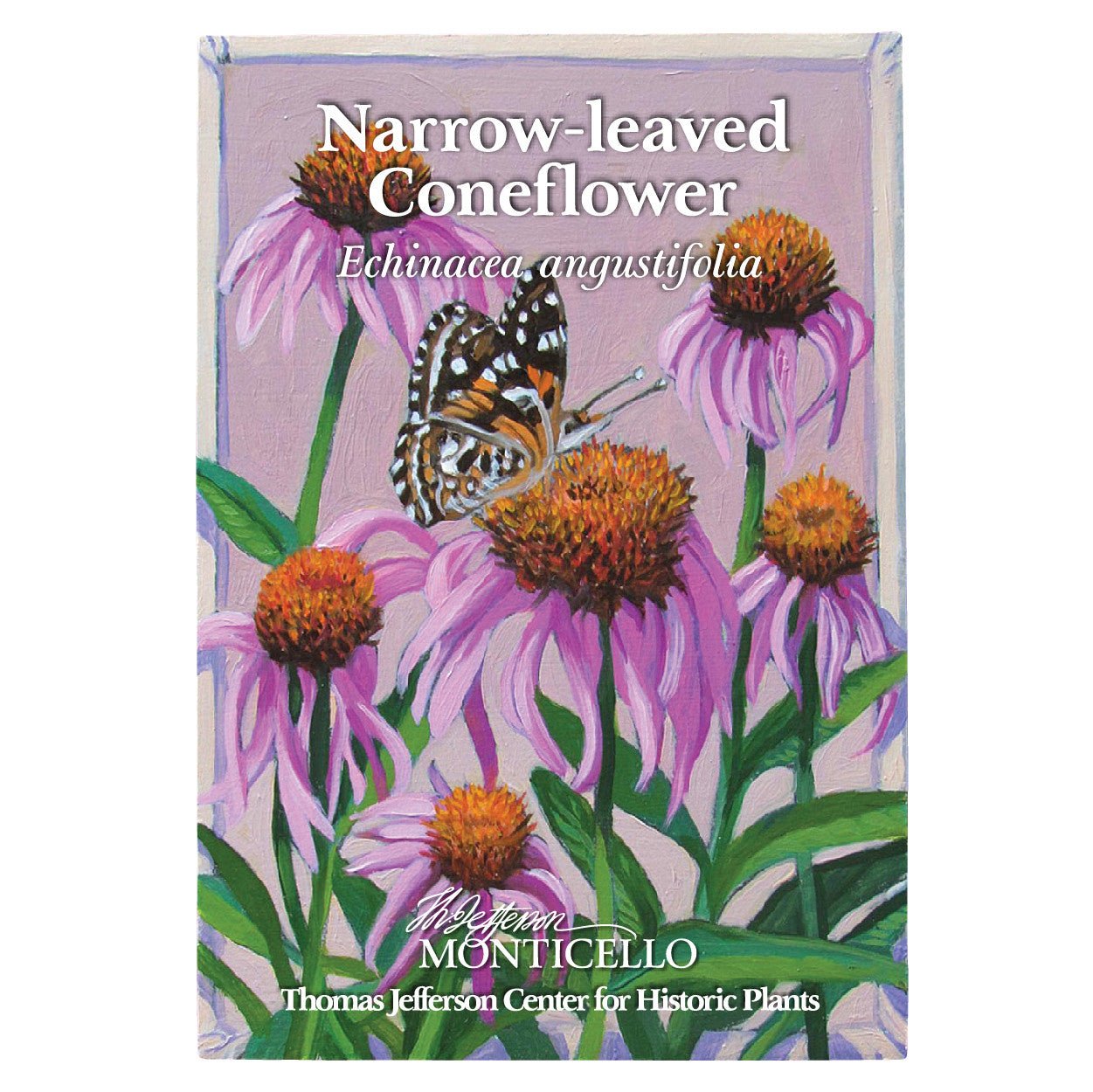 Narrow - leaved Coneflower Seeds (Echinacea angustifolia) - Shop-orias