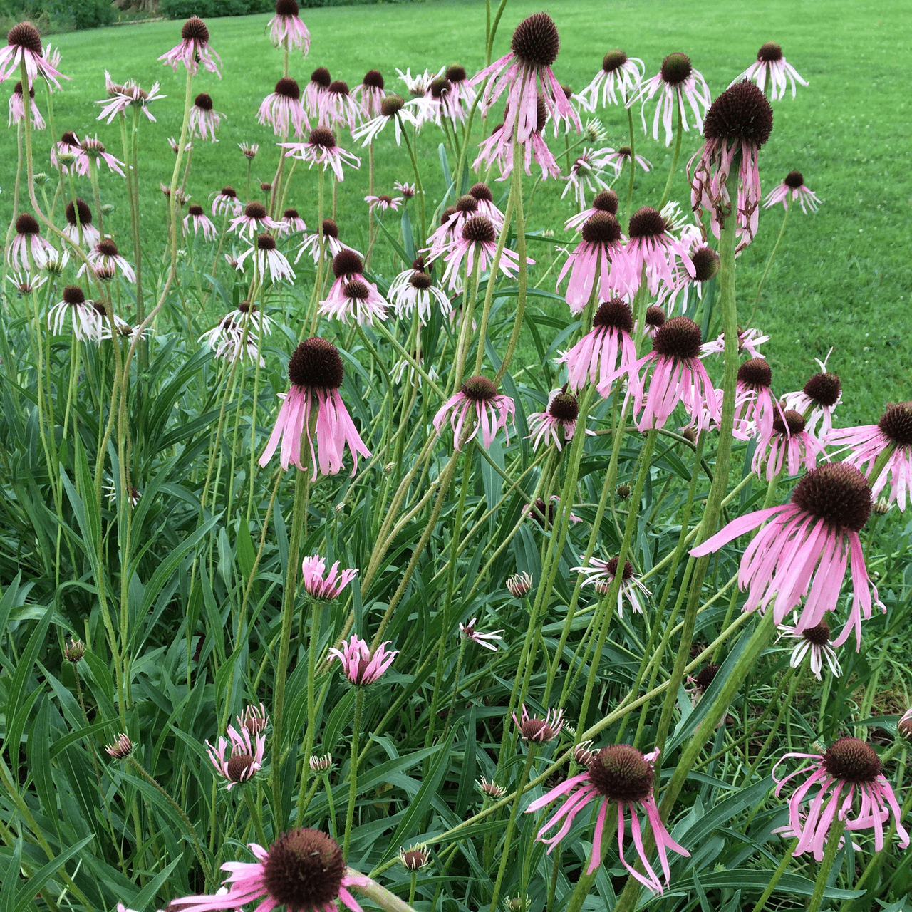 Narrow - leaved Coneflower Seeds (Echinacea angustifolia) - Shop-orias
