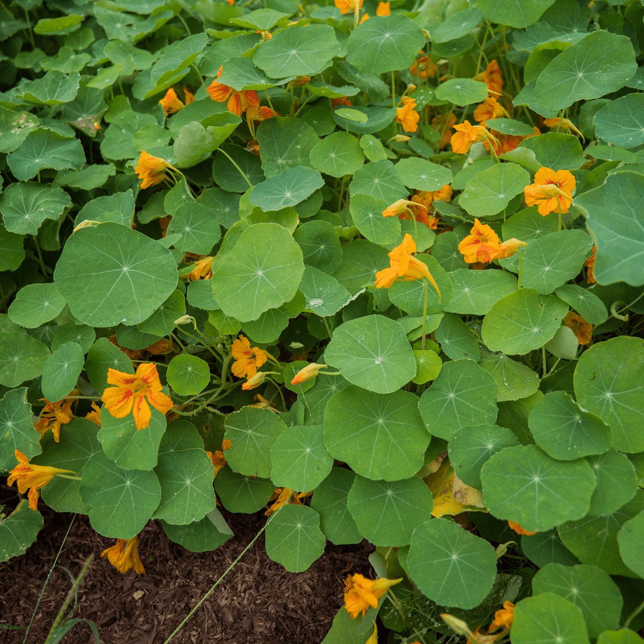 Nasturtium Seeds (Tropaeolum majus) - Shop-orias