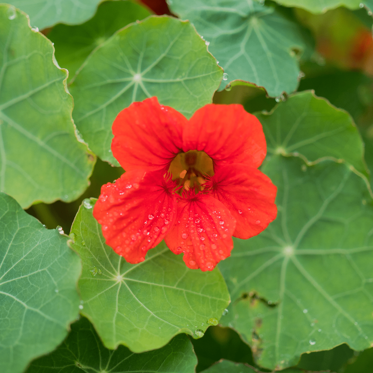 Nasturtium Seeds (Tropaeolum majus) - Shop-orias