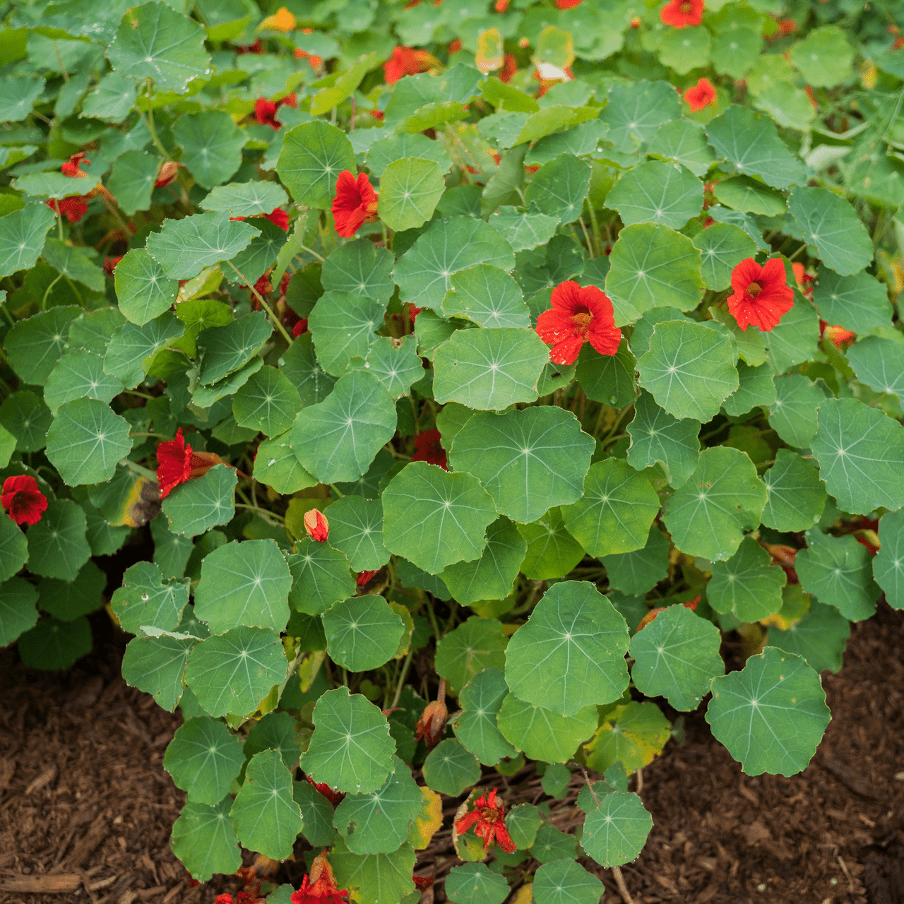 Nasturtium Seeds (Tropaeolum majus) - Shop-orias