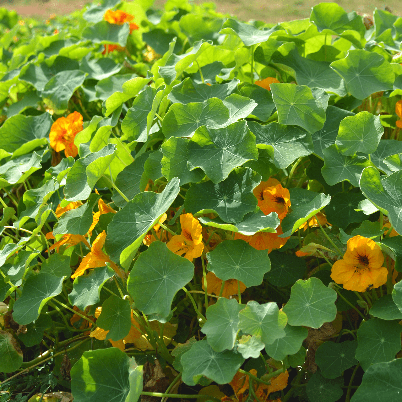 Nasturtium Seeds (Tropaeolum majus) - Shop-orias