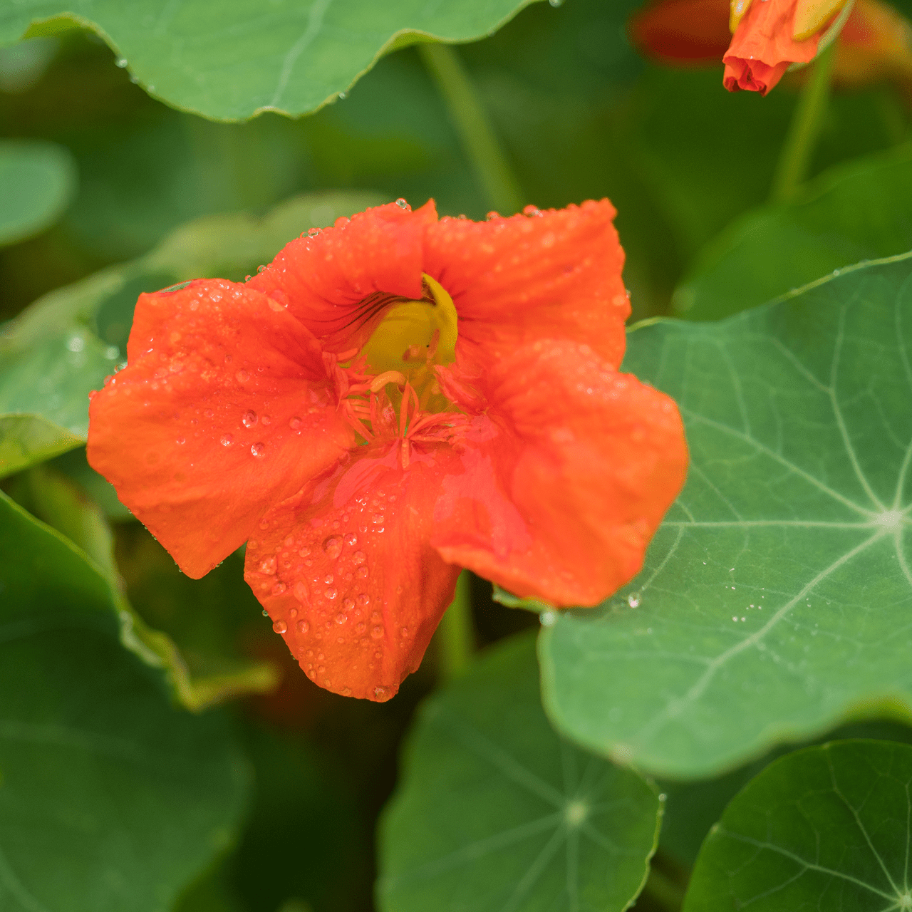 Nasturtium Seeds (Tropaeolum majus) - Shop-orias