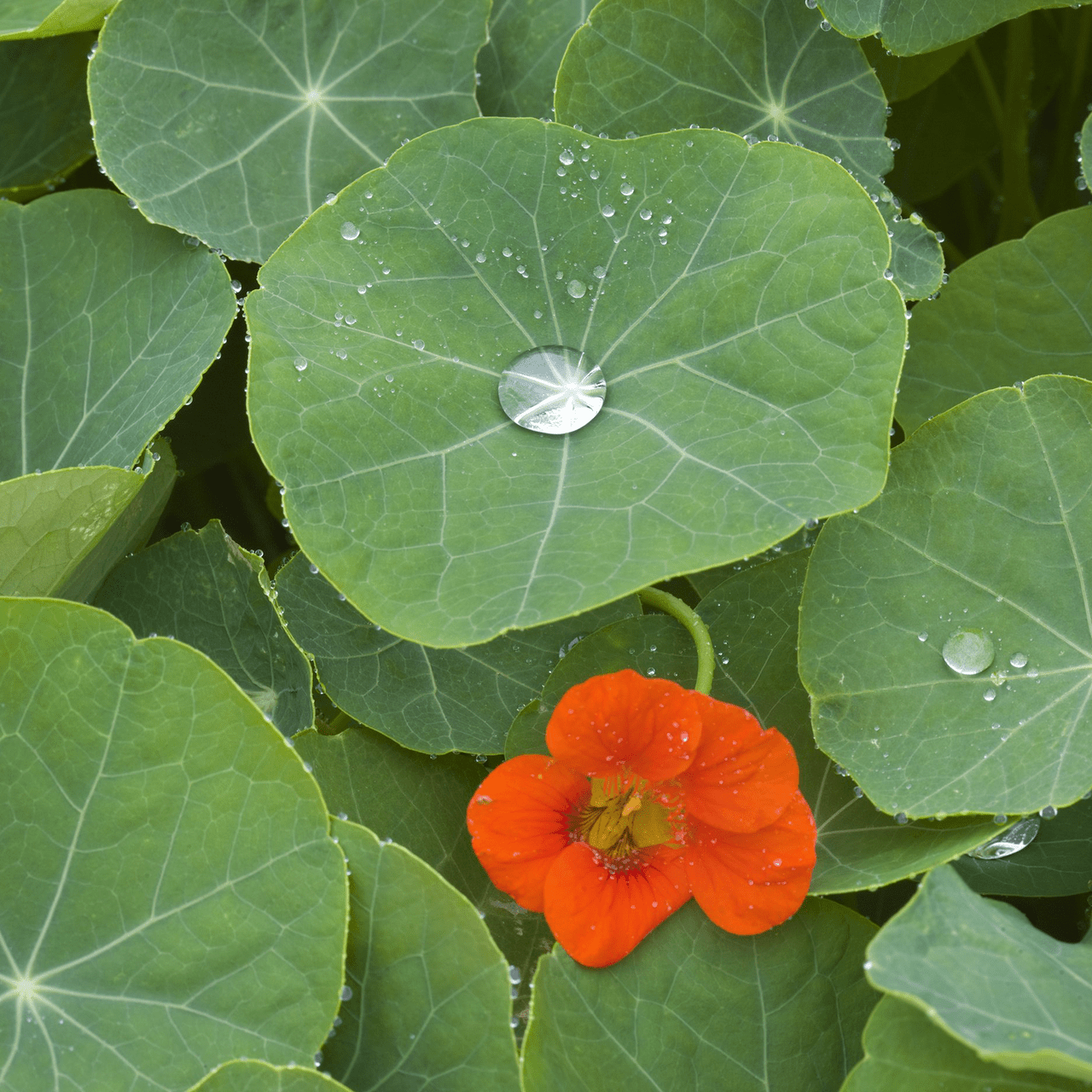 Nasturtium Seeds (Tropaeolum majus) - Shop-orias