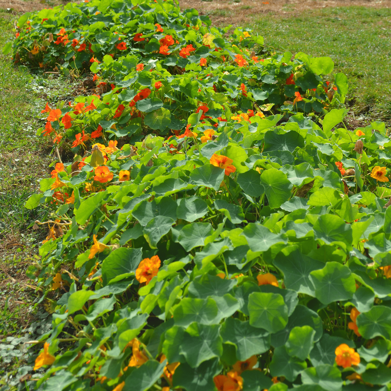 Nasturtium Seeds (Tropaeolum majus) - Shop-orias
