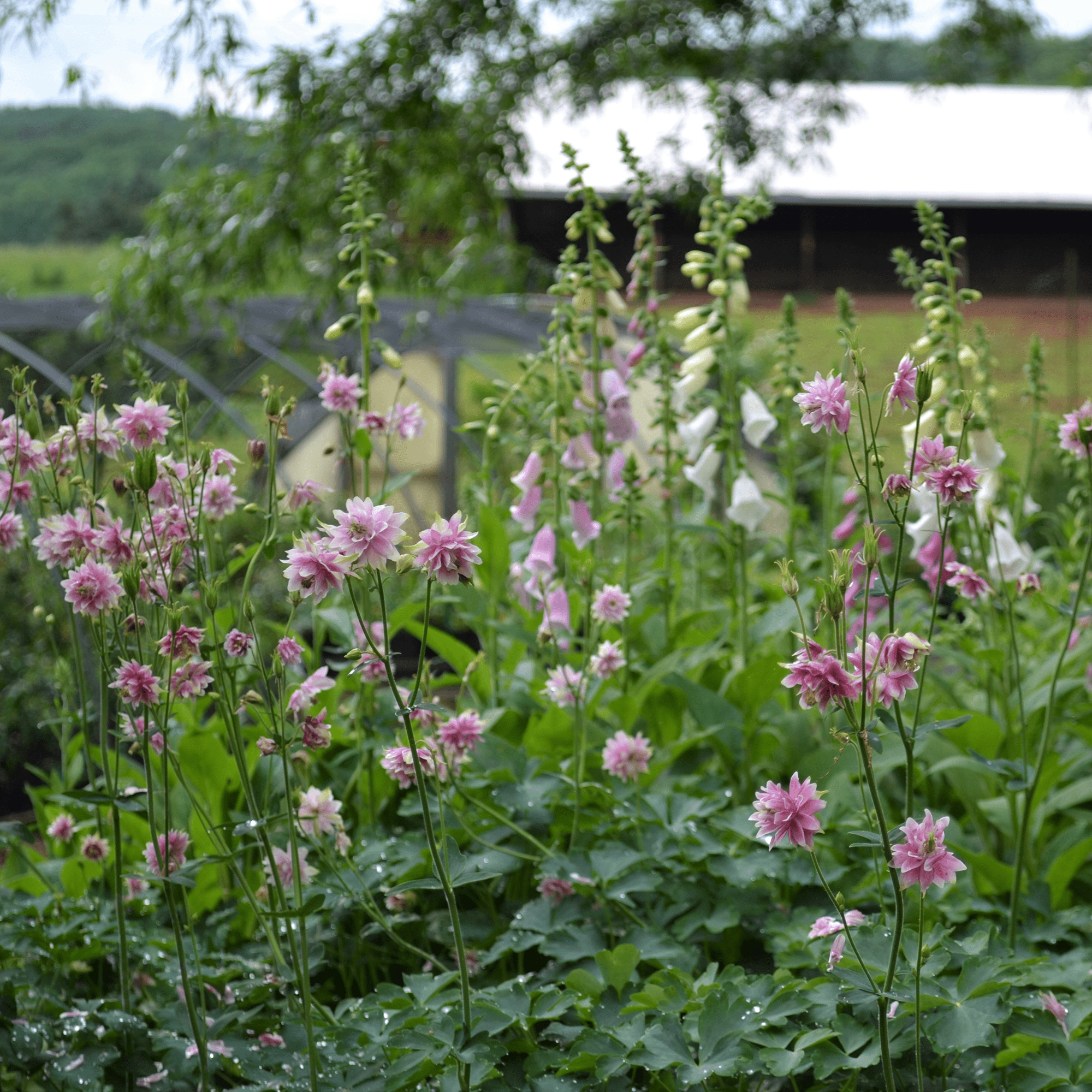 Nora Barlow Columbine Seeds (Aquilegia vulgaris var. stellata cv.) - Shop-orias