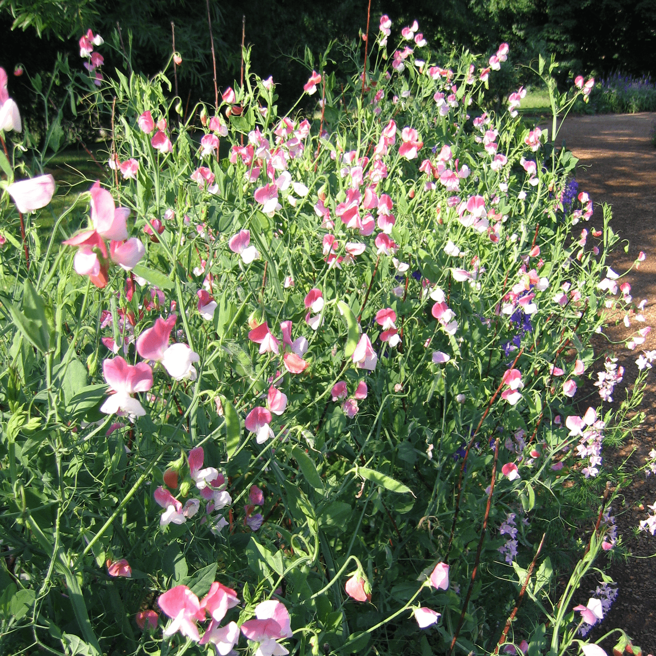 Painted Lady Sweet Pea Seeds (Lathyrus odoratus cv.) - Shop-orias