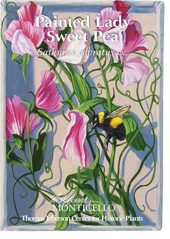 Painted Lady Sweet Pea Seeds (Lathyrus odoratus cv.) - Shop-orias