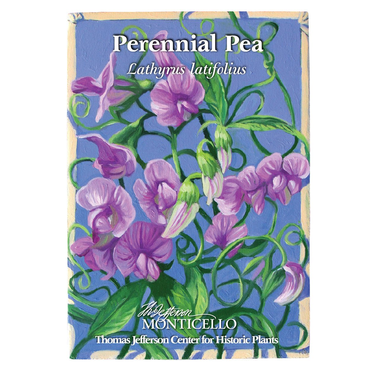 Perennial Pea Seeds (Lathyrus latifolius) - Shop-orias