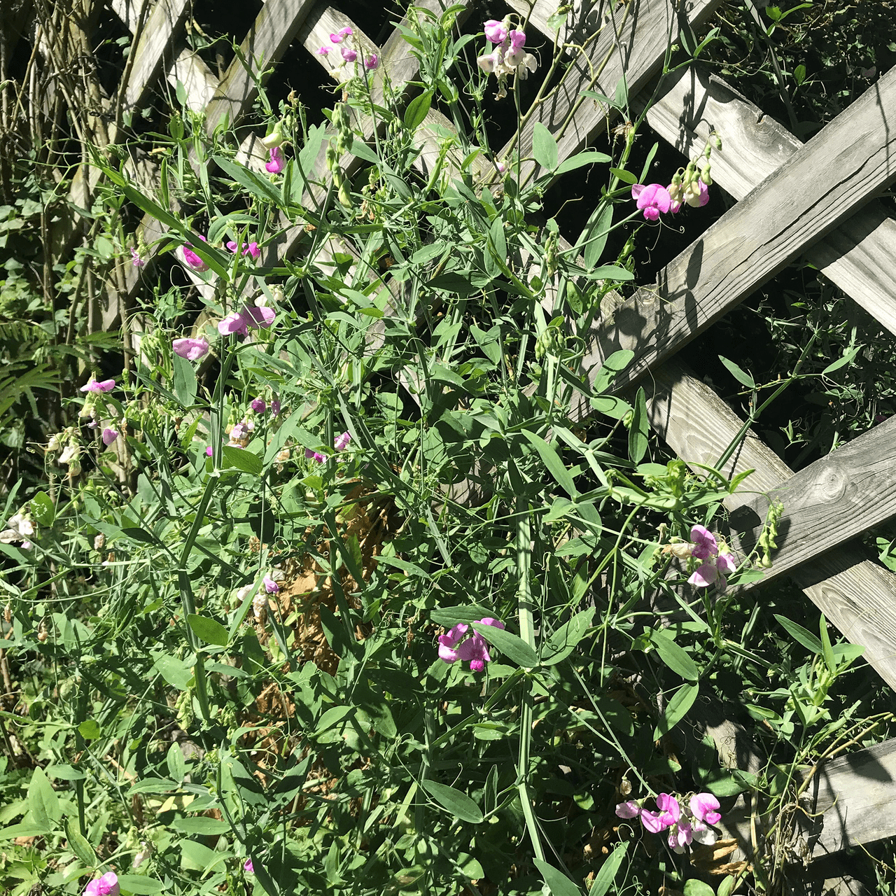 Perennial Pea Seeds (Lathyrus latifolius) - Shop-orias