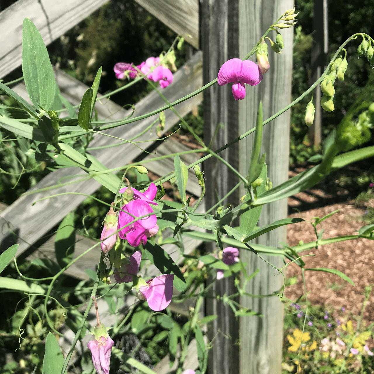 Perennial Pea Seeds (Lathyrus latifolius) - Shop-orias