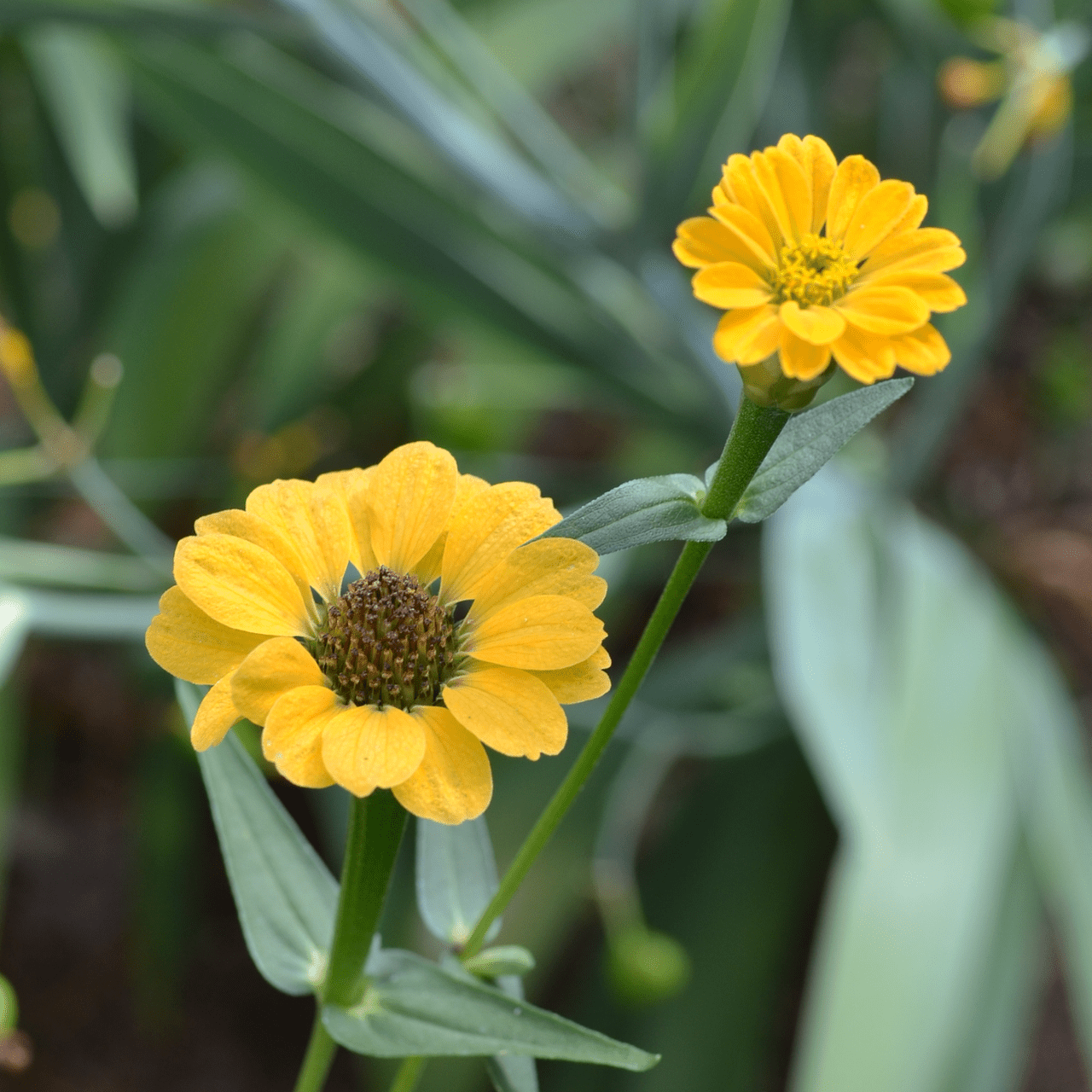 Peruvian Zinnia Seeds (Zinnia peruviana) - Shop-orias