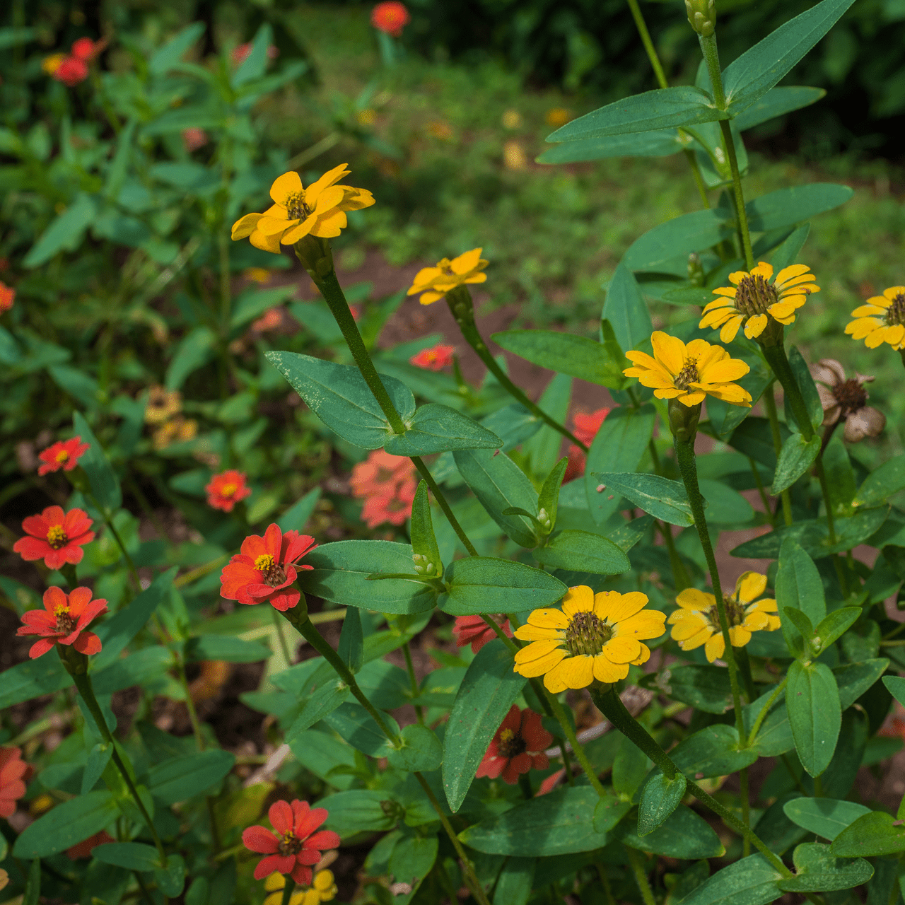 Peruvian Zinnia Seeds (Zinnia peruviana) - Shop-orias