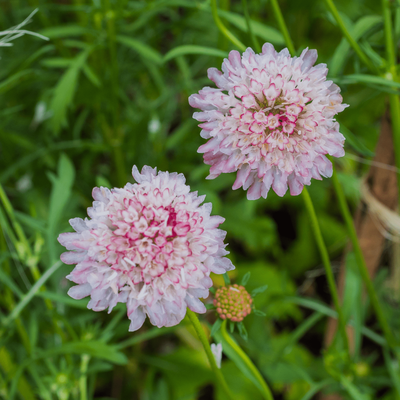 Pincushion Flower Seeds (Scabiosa atropurpurea) - Shop-orias