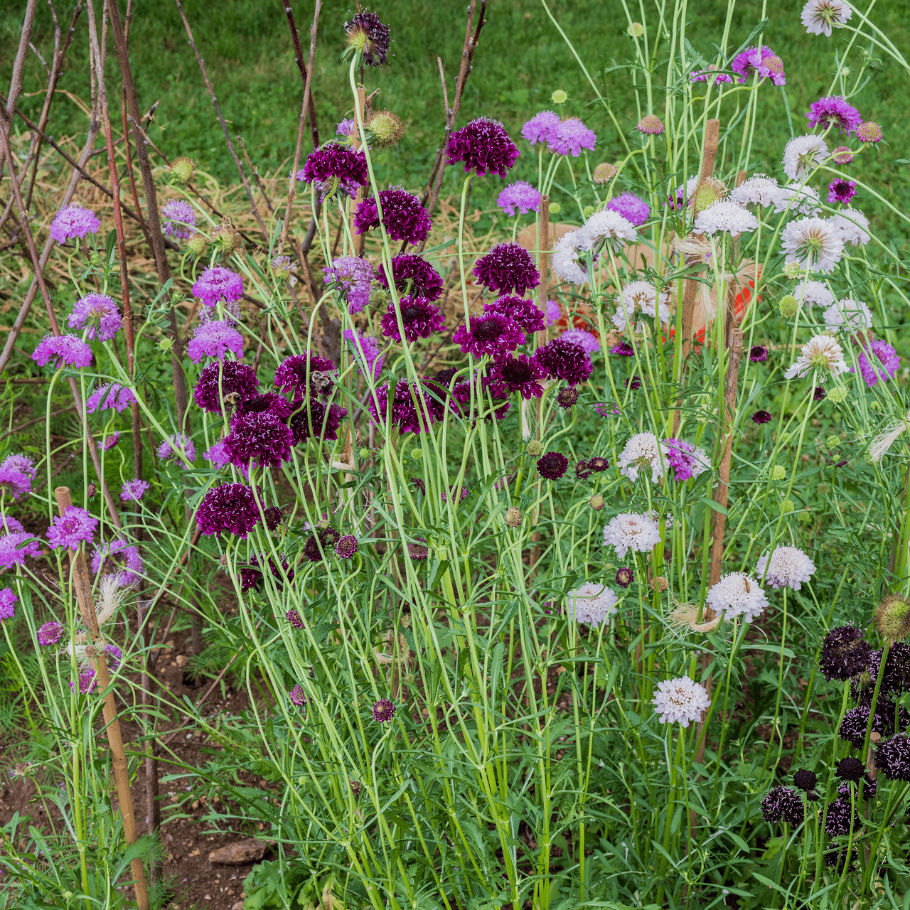 Pincushion Flower Seeds (Scabiosa atropurpurea) - Shop-orias