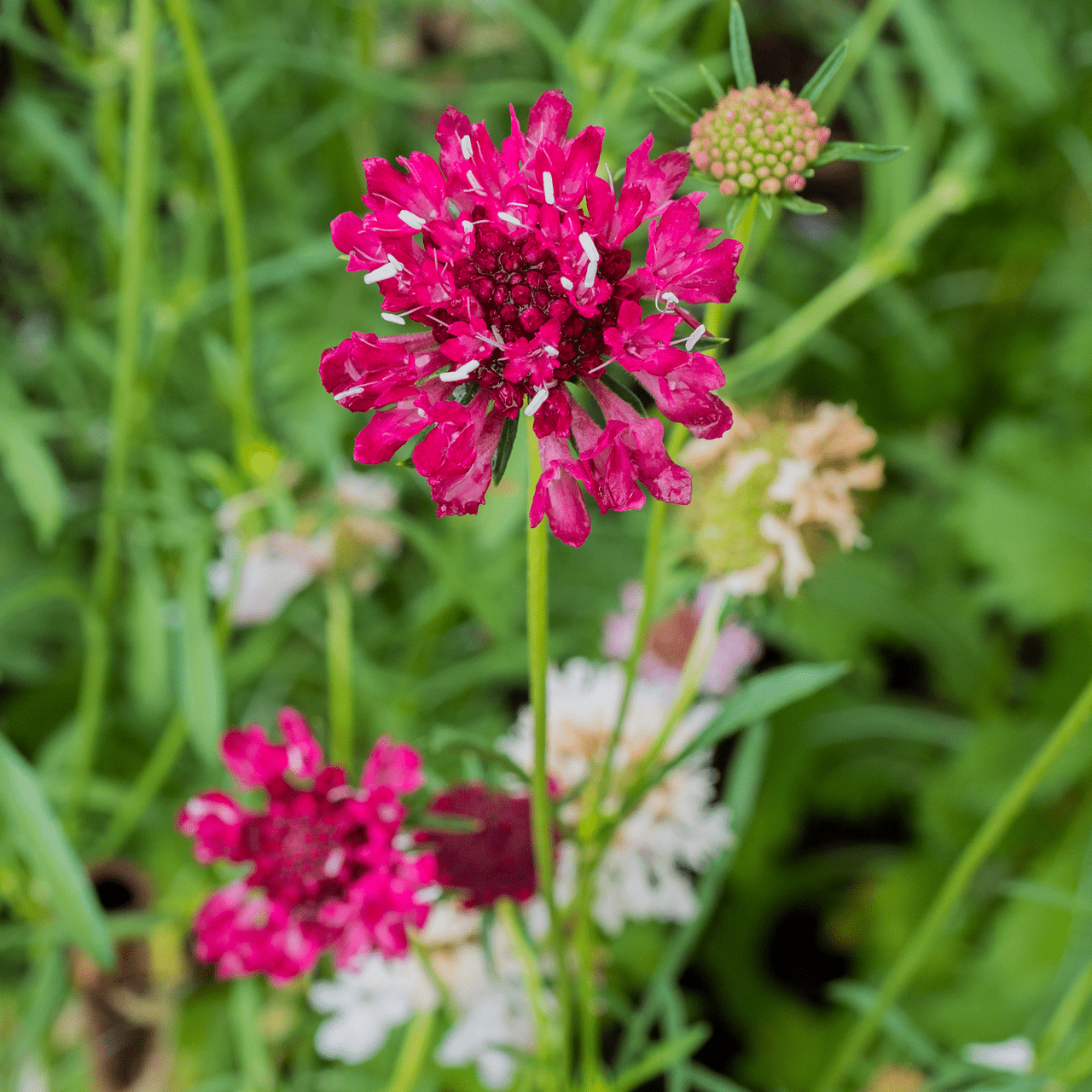 Pincushion Flower Seeds (Scabiosa atropurpurea) - Shop-orias