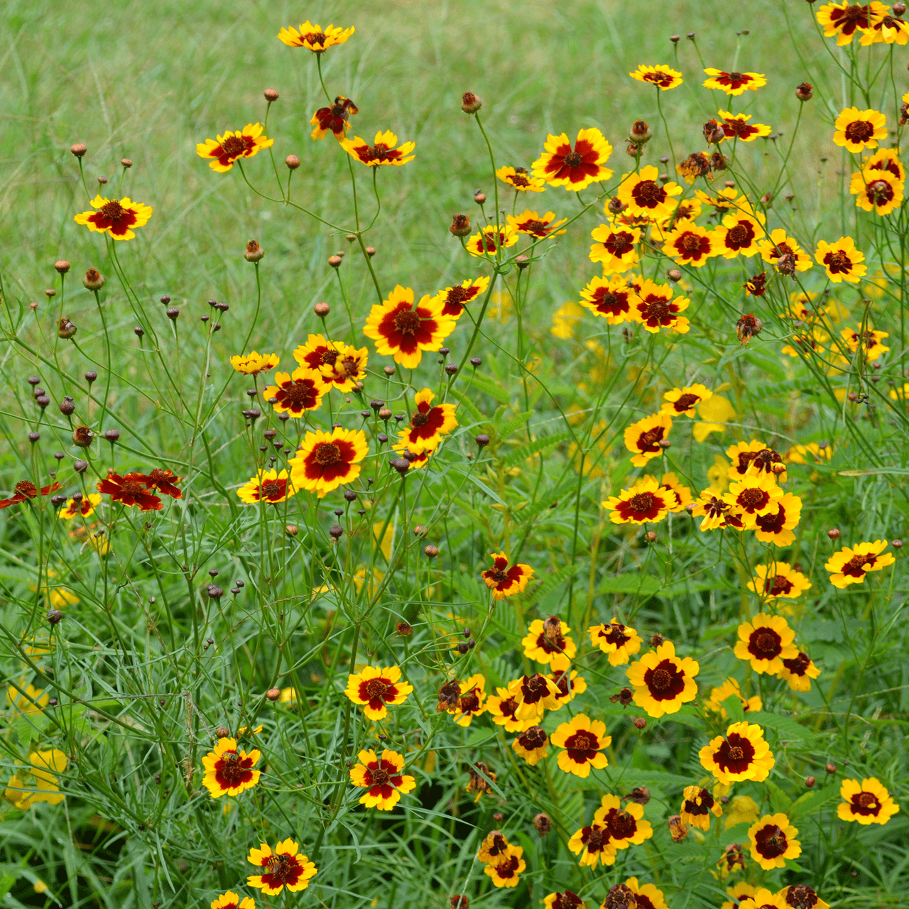 Plains Coreopsis Seeds (Coreopsis tinctoria) - Shop-orias