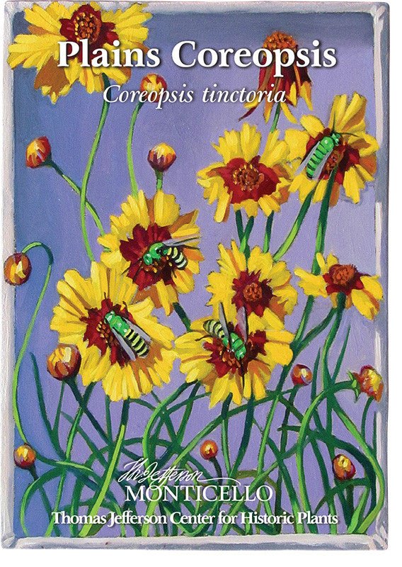 Plains Coreopsis Seeds (Coreopsis tinctoria) - Shop-orias