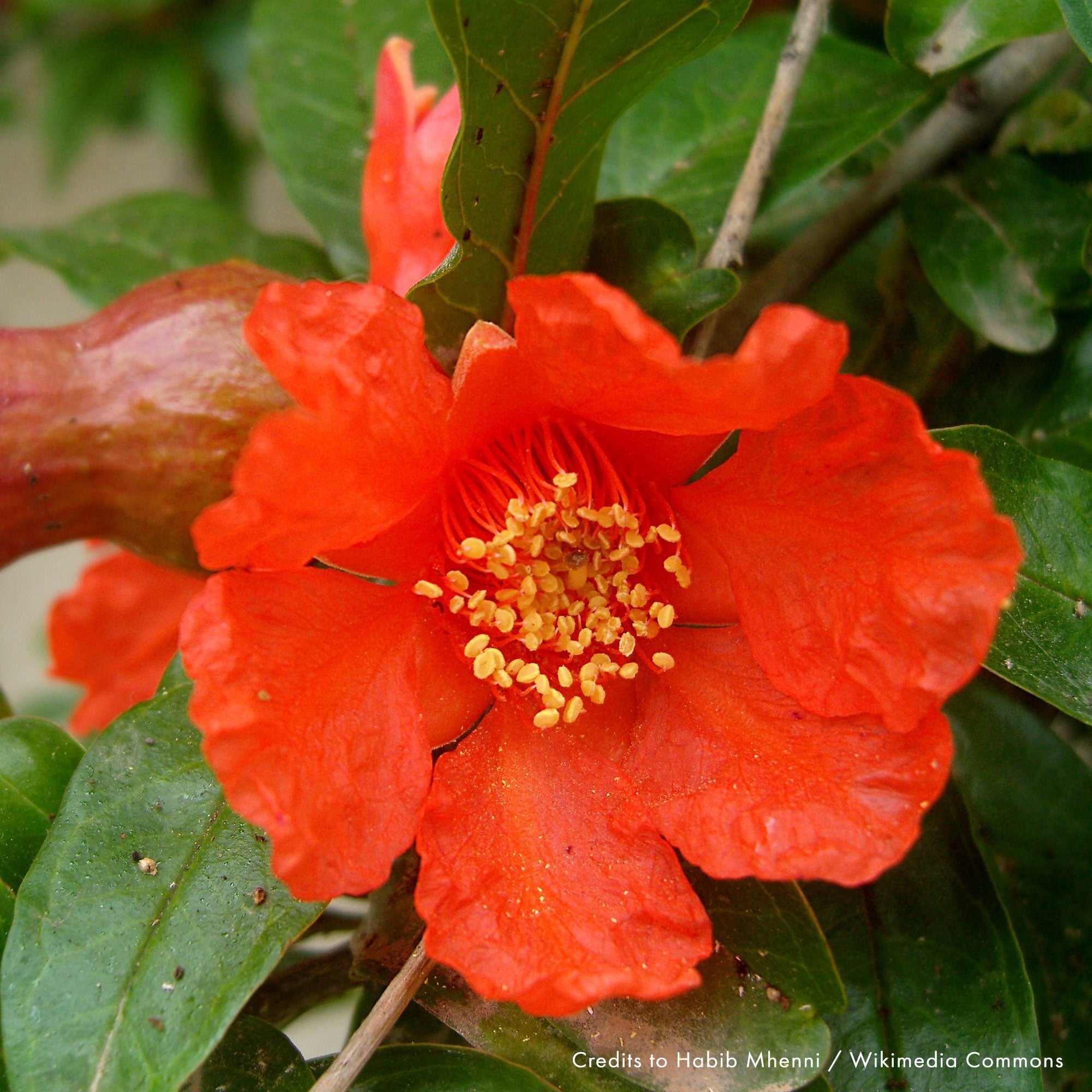 Pomegranate (Punica granatum) - Shop-orias