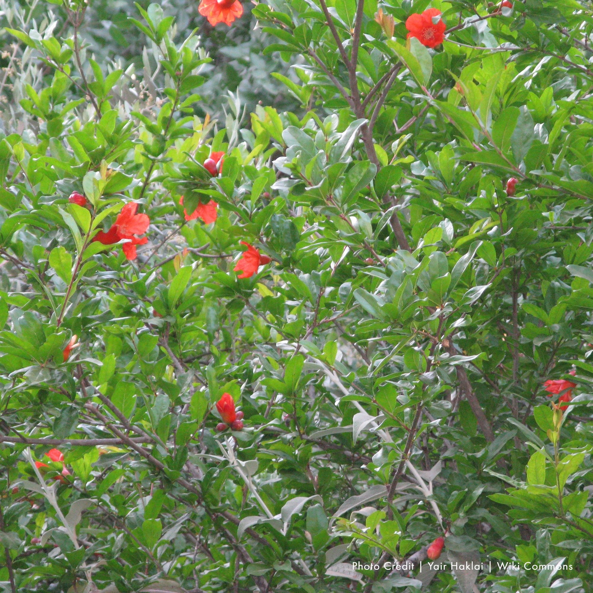 Pomegranate (Punica granatum) - Shop-orias
