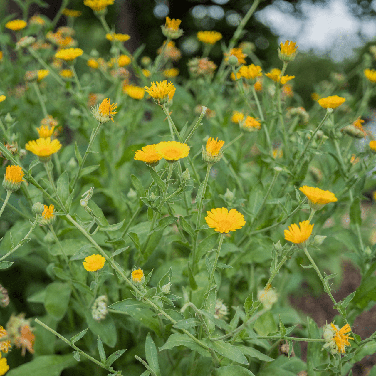 Pot Marigold - Calendula Seeds (Calendula officinalis) - Shop-orias