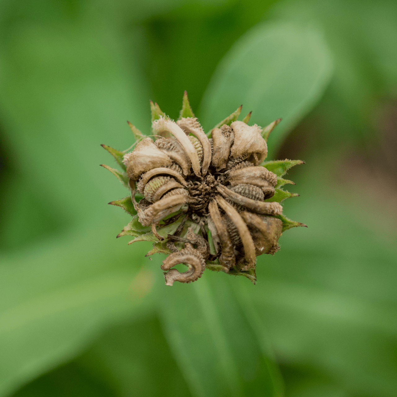 Pot Marigold - Calendula Seeds (Calendula officinalis) - Shop-orias