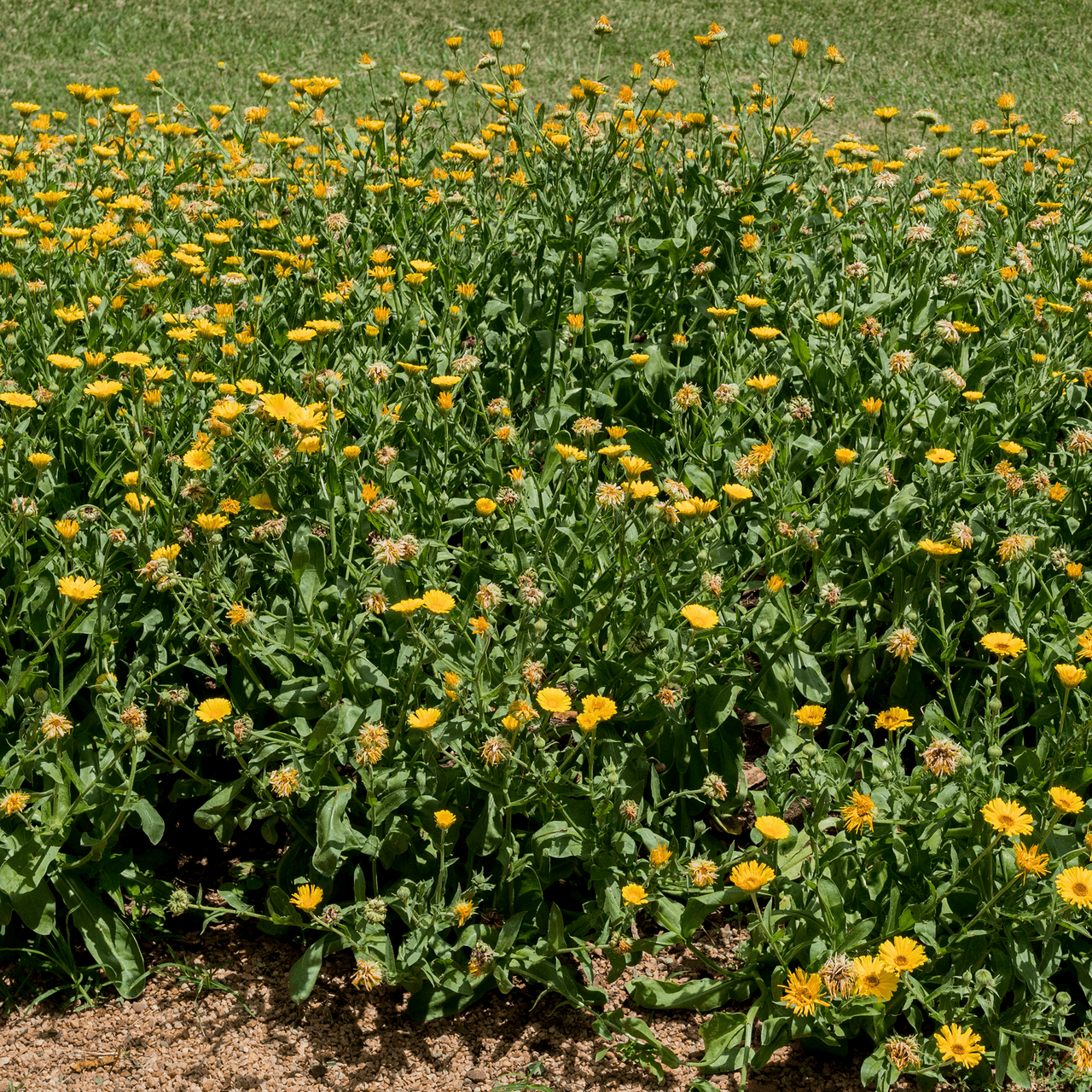 Pot Marigold - Calendula Seeds (Calendula officinalis) - Shop-orias