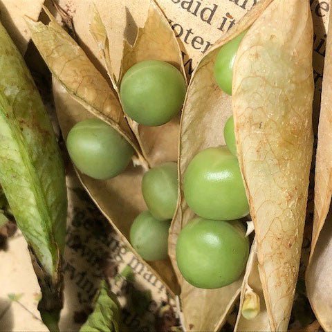Prussian Blue Pea Seeds (Pisum sativum cv.) - Shop-orias