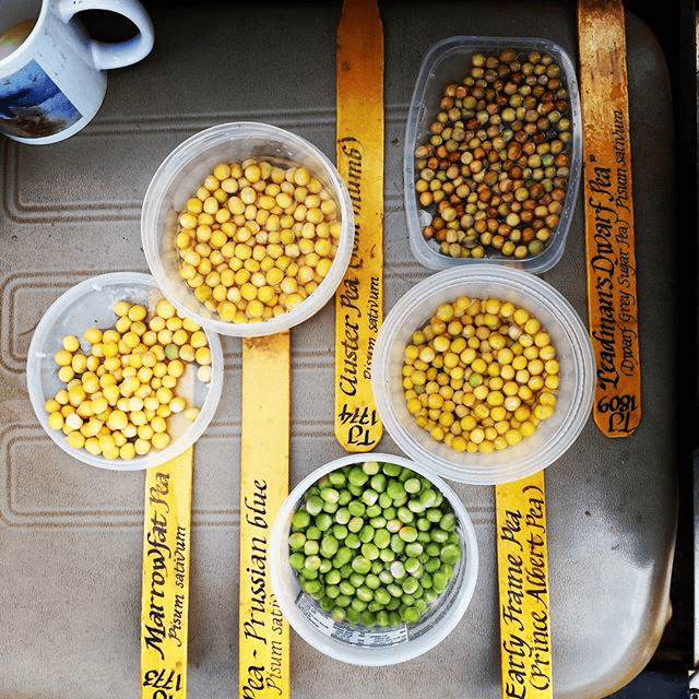 Prussian Blue Pea Seeds (Pisum sativum cv.) - Shop-orias