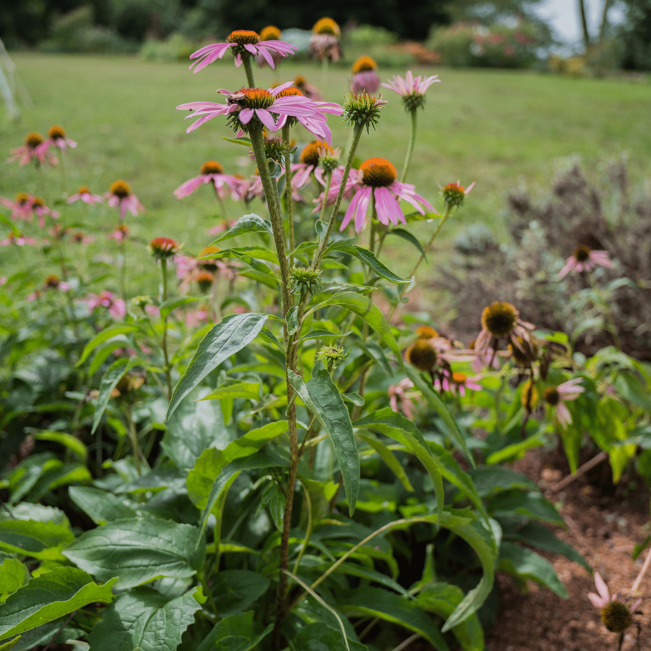 Purple Coneflower Seeds (Echinacea purpurea) - Shop-orias
