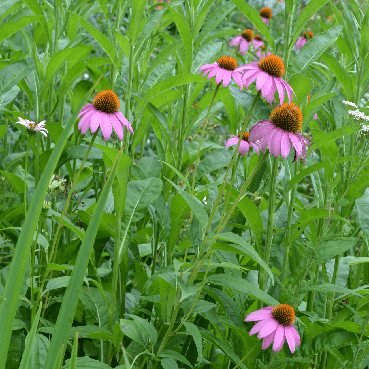 Purple Coneflower Seeds (Echinacea purpurea) - Shop-orias