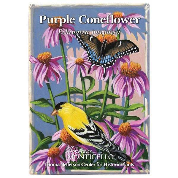 Purple Coneflower Seeds (Echinacea purpurea) - Shop-orias