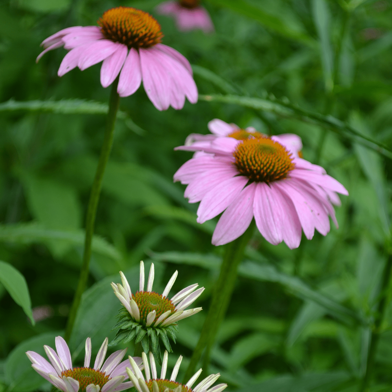 Purple Coneflower Seeds (Echinacea purpurea) - Shop-orias